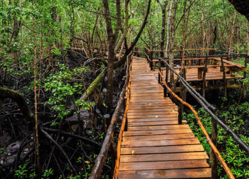 Jozani Forest & Swimming with Turtles Tour