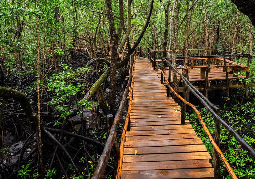 Jozani Forest & Swimming with Turtles Tour